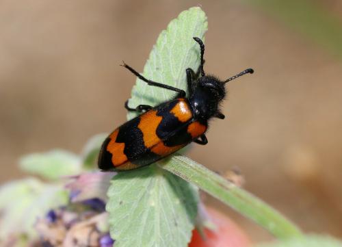 Réf. 233 792 : Mylabris variabilis